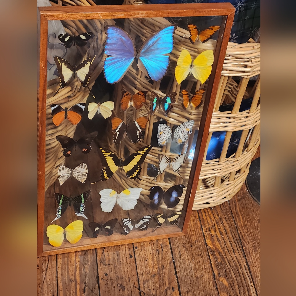 Real butterfly picture